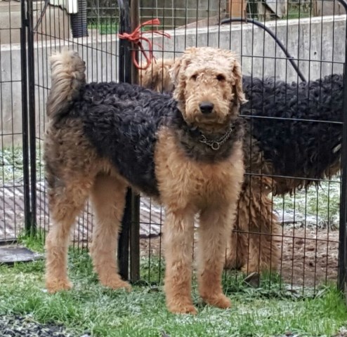 Airedale Terrier puppy dog for sale in Waldport, coastal ...