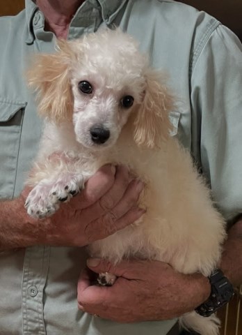 Poodle Toy puppy for sale + 66797