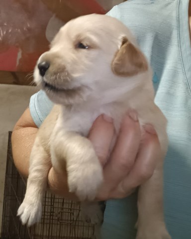 AKC Golden Retrievers