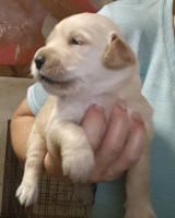 Last Puppy Listed