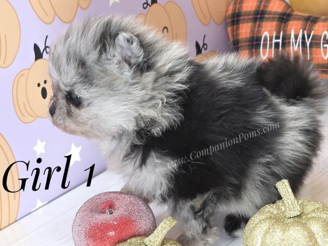 Pomeranian puppy for sale + 67260