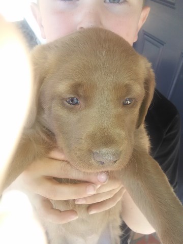 Labrador Retriever puppy for sale + 47850