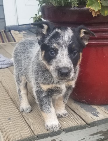 Patched Blue Male Heeler pup