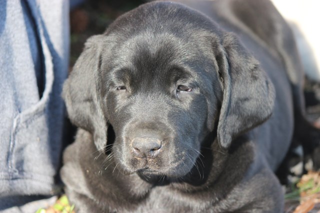 Labrador puppies for sale