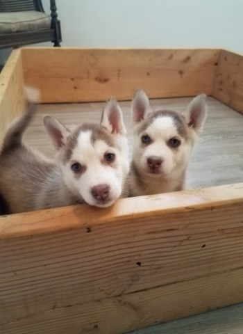Pure Bred Female Husky Puppies for Sale