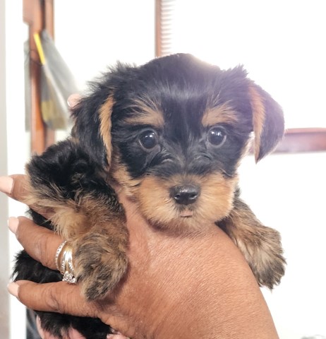 Yorkshire Terrier Puppies  for sale