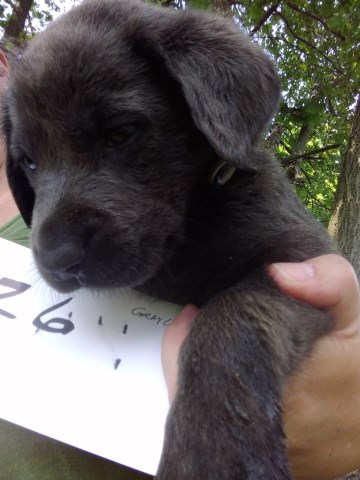 Labrador Retriever puppy for sale + 52646