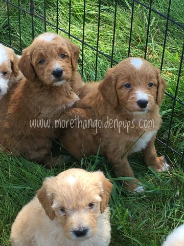 Mini f1b goldendoodles