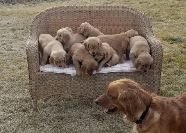 Golden Retriever puppy dog for sale in Redmond, Oregon