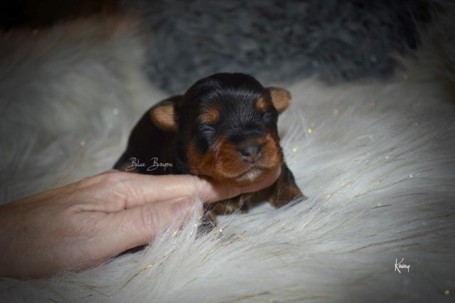 Yorkshire Terrier puppy for sale + 55185