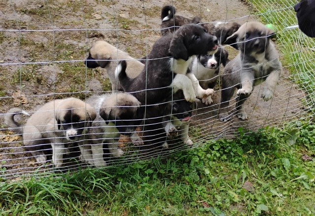 Anatolian Shepard/ Kangal puppies For Sale. Ready for their forever home.
