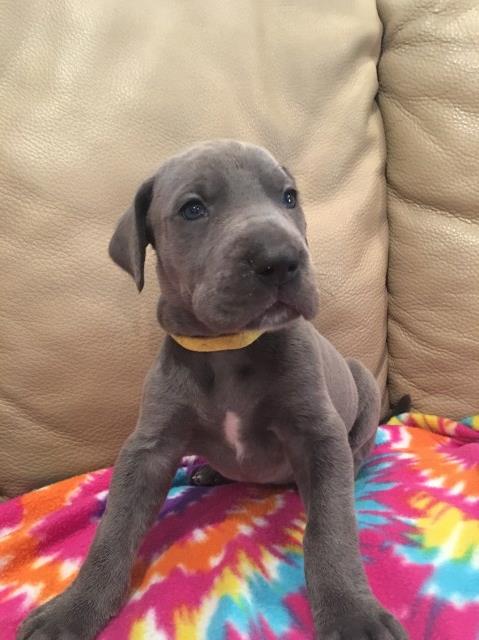 Great Dane Blue CKC registered Pups