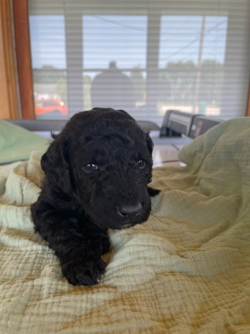 Poodle Standard puppy for sale + 66693