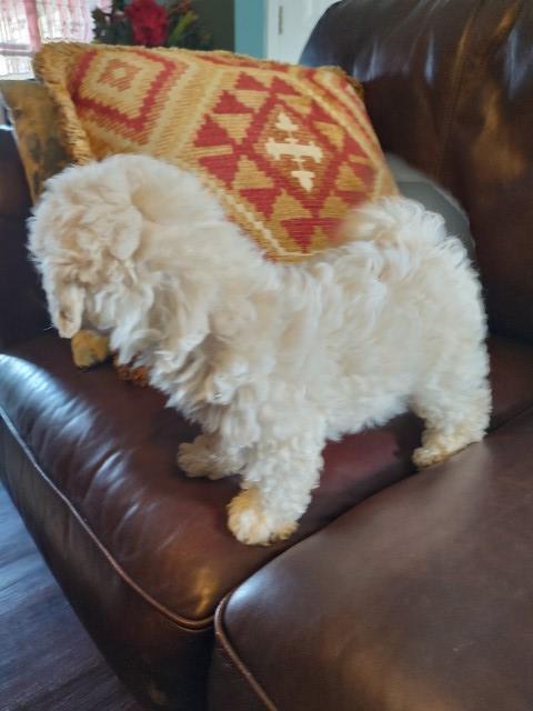 Maltipoo puppy for sale + 66252