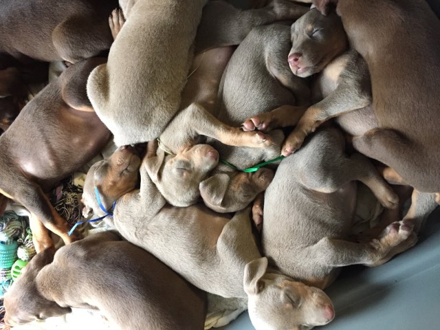 Doberman Pinscher puppy dog for sale in Anna, Texas