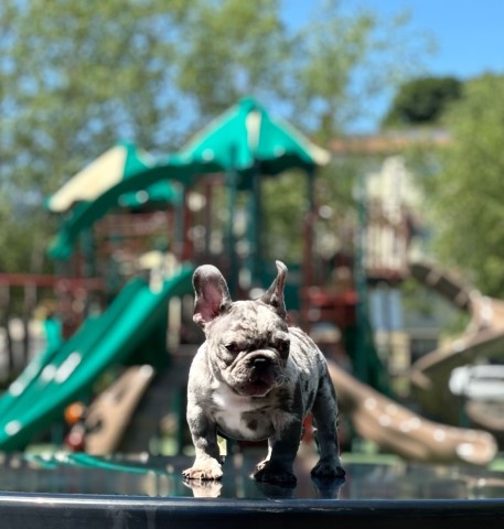 French Bulldog puppy for sale + 65777
