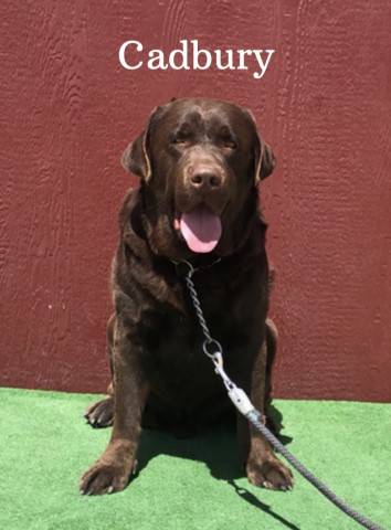 AKC Male Chocolate English Lab Cadbury