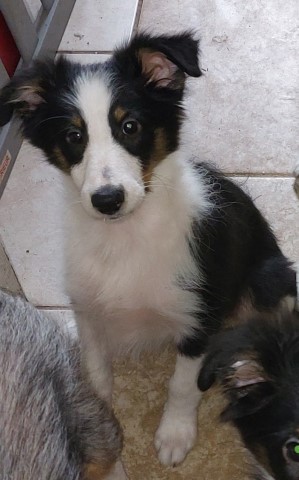Shetland Sheepdogs for sale