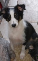 Shetland Sheepdogs for sale Shetland Sheepdog for sale/adoption