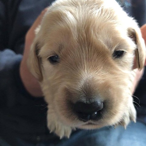 AKC Beautiful Purple Girl in Wi/IL Golden Retriever