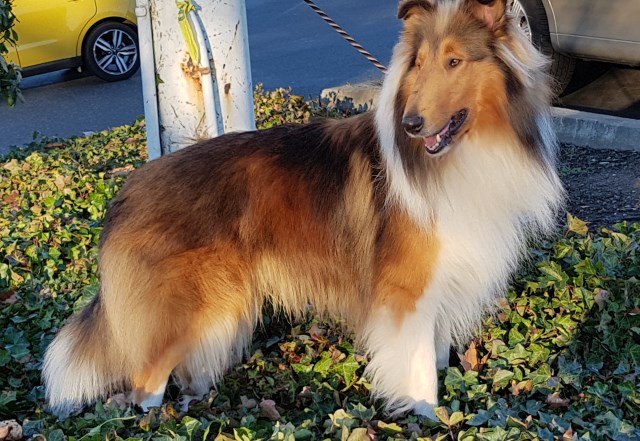 Collie puppy for sale + 58988