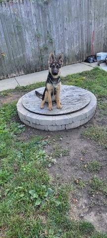 German Shepherd puppies