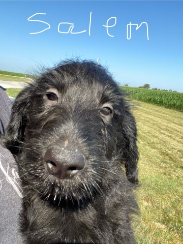 FREE LABRADOODLES!!!