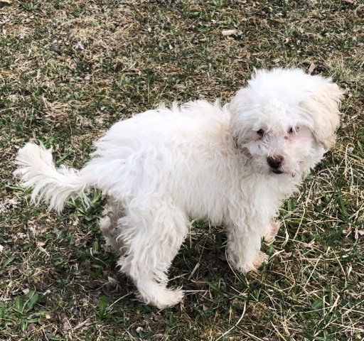 Goldendoodle puppy for sale + 57909