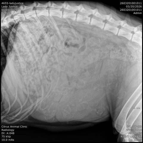 German Shepherd Dog puppy for sale + 67080