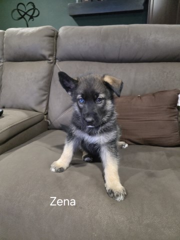 German Shepherd Dog puppy for sale + 66738