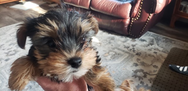 Tiny Toy Yorkies available