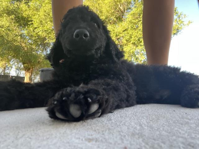 Leakes bernedoodles- Olive