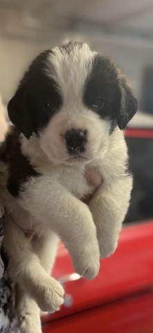 AKC Saint Bernsrd Puppies