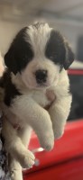 AKC Saint Bernsrd Puppies Saint Bernard for sale/adoption