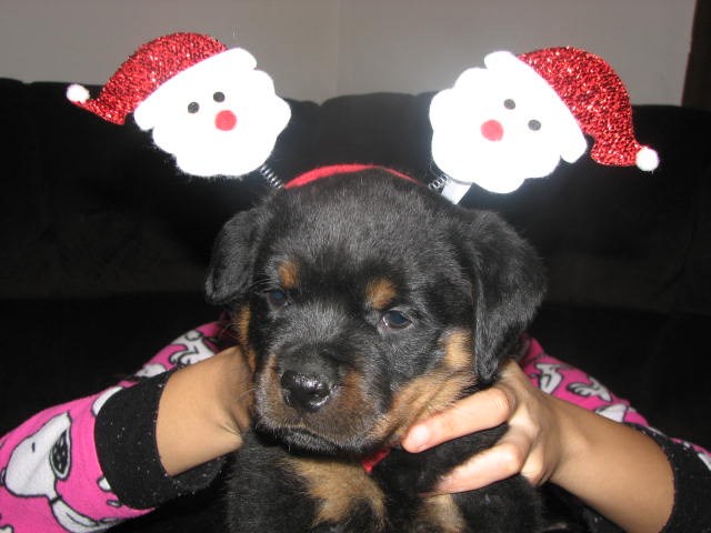 christmas pups ready in a week don't miss out!!!