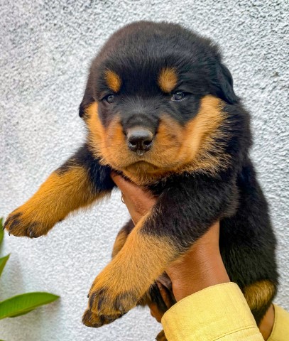 German + Serbian Rottweilers - Los Angeles - Male & Female