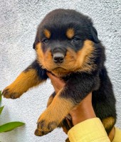 German + Serbian Rottweilers - Los Angeles - Male & Female Rottweiler for sale/adoption