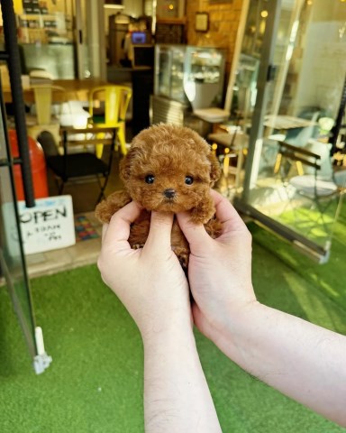 AKC Toy Poodle Puppies