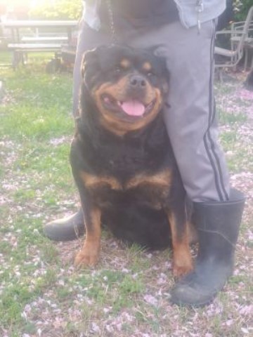 Adult German Bred Rottweiler For Rehoming