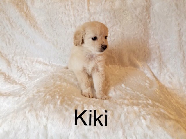 Shih Tzu puppy for sale + 52509