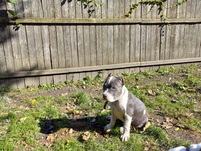 Standard American Bully Puppies For Sale