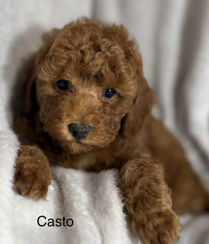 Toy Poodle Puppies from AKC Lines – Raised with Heart