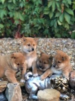 Shiba Inu Puppies And Dogs For Sale In California