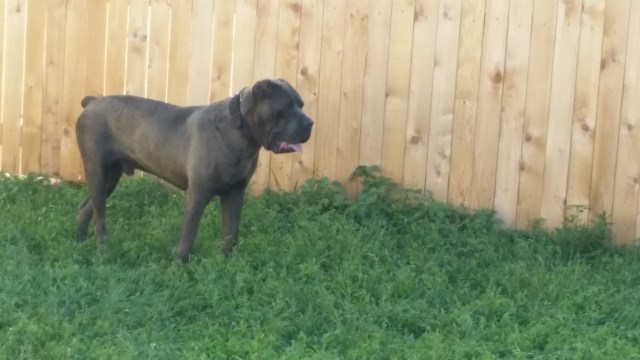 Cane Corso Puppy Dog For Sale In Amarillo Texas