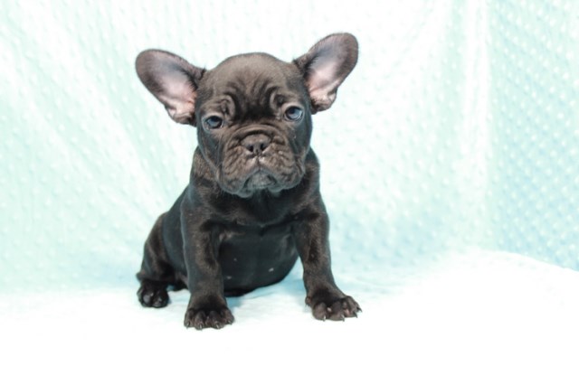 Teacup & Toy Puppies Las Vegas For Sale. Financing Available.