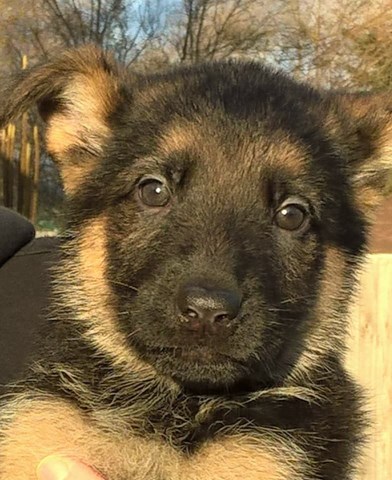 German Shepherd Dog puppy for sale + 50865