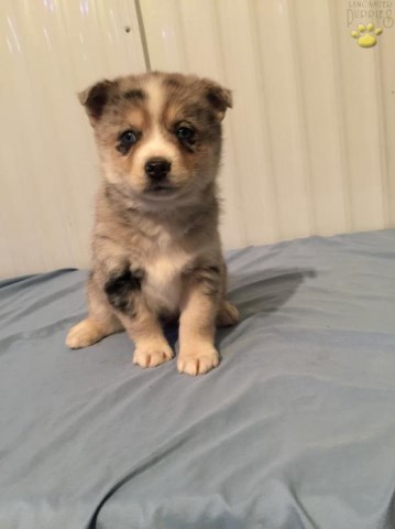 Pomsky puppy for sale + 50801