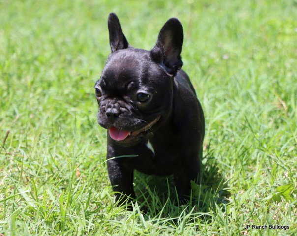 Absolute Gorgeous AKC French Bulldog puppies