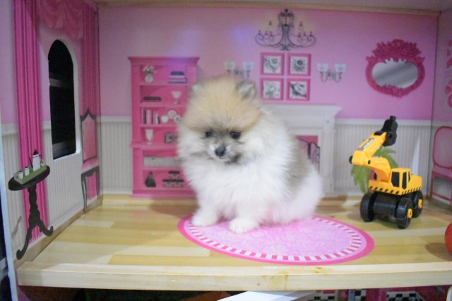 Purebred Pomeranian puppy GIRL KiKi