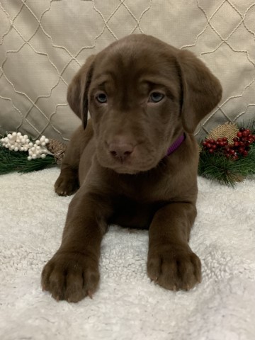 Labrador Retriever puppy for sale + 61918